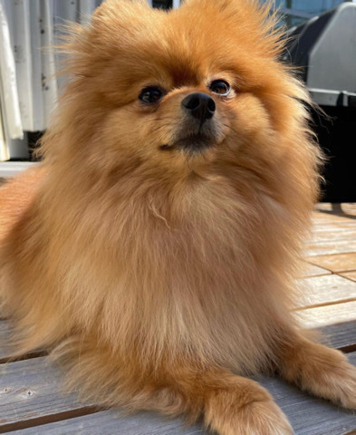 Poodle – Dog needs new home