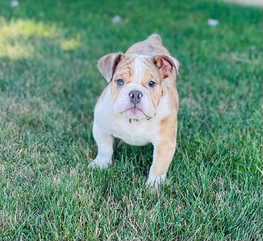 Bulldog – Akc english bulldog