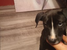 Pitbull mix puppy