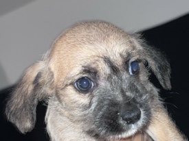 Norfolk Terrier – Norfolk terrier mix puppies – Las Vegas