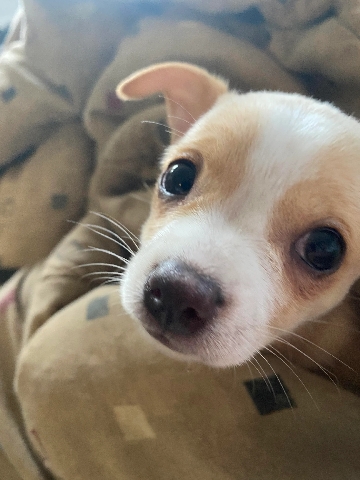 Pembroke Welsh Corgi – Chigi Puppies For Sale
