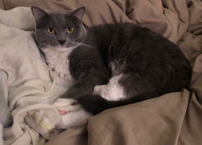 American Shorthair – Rehoming 4 year old cat