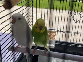 Parakeet – Angel & Kiwi