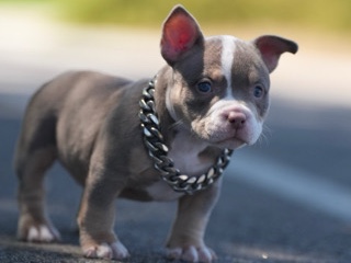 American Bulldog – Micro/Pocket American Bully – Claremont