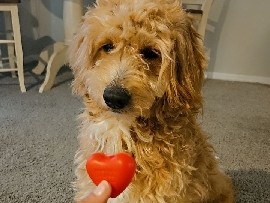 Teddy The Goldendoodle