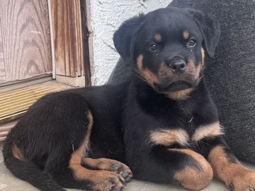 Rottweiler - “Sweet, healthy pup looking for a loving home” available for adoption in Lamont