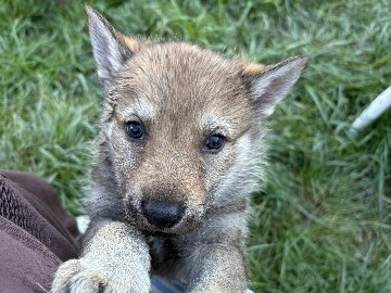 Mixed Breed – Czechoslovakian Wlcak – Detroit