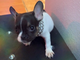 French Bulldog - frenchie pup available for adoption in Las Vegas