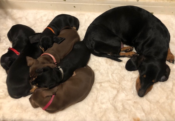 Dachshund – dachshund puppy 🐶