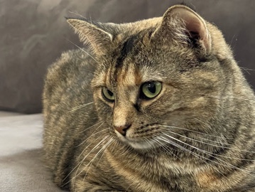 Fixed Female Cat- Toast❤️ – Stafford