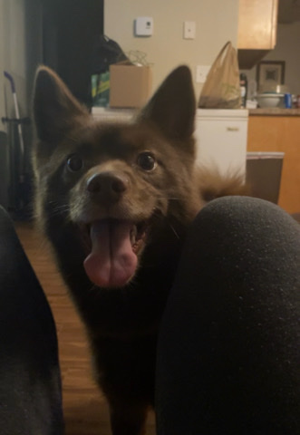 Siberian Husky – Pomsky, Gizmo