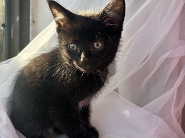 Others - rehoming baby Jade available for adoption in Addison