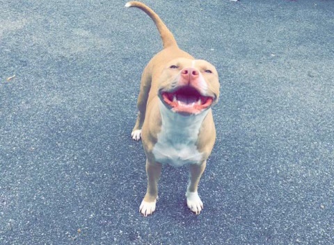 American Bulldog – American bully need home ASAP!