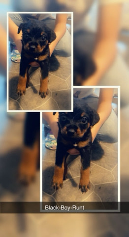 Rottweiler – Full Blooded Puppies