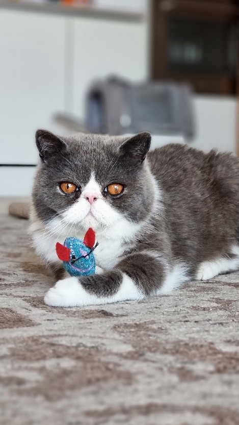 Beautiful Exotic Boy from top TICA/GCCF breeder 