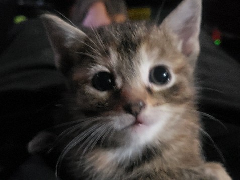 Bengal – BENGAL/DOMESTIC FRIENDLY KITTENS FOR SALE – Ottawa