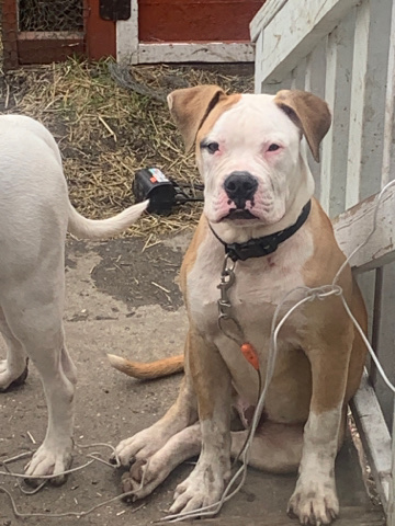 American Bulldog – Beautiful Male American Bulldog