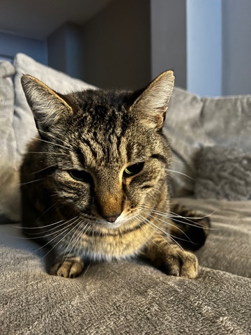 Bengal – Tabby Cat