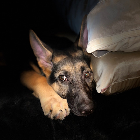 German Shepherd – Affectionate 4-Month-Old German Shepherd Puppy Seeks Loving Family