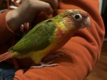 green cheek conure 