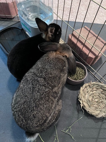 Mini Rex – 2 bunnies