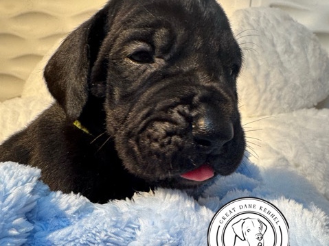 AKC Great Dane puppy