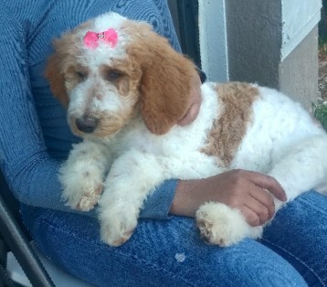 Buy Poodle Poodles for sale in your area