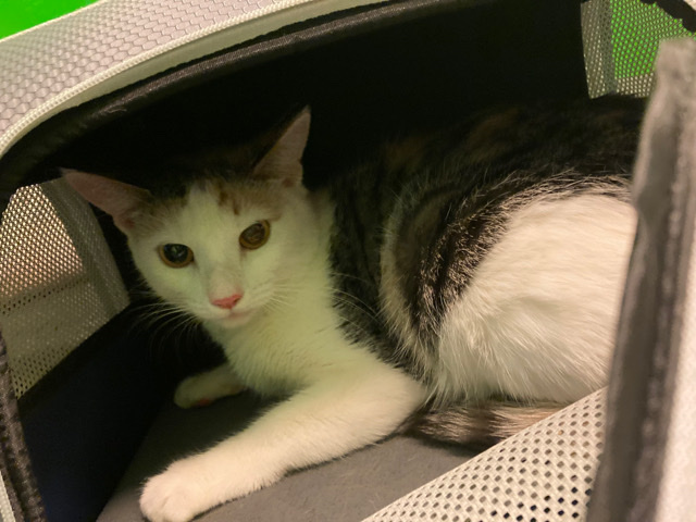 Female Cat ready for her furrever home