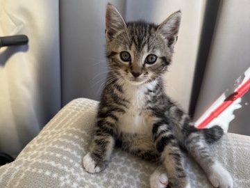 European Shorthair – 5 Beautiful Kittens Looking for Loving Homes – Exeter