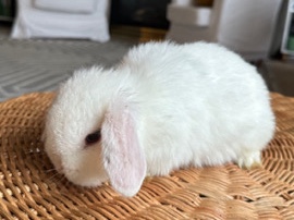 Holland Lop – Holland Lop Baby Bunny Girls