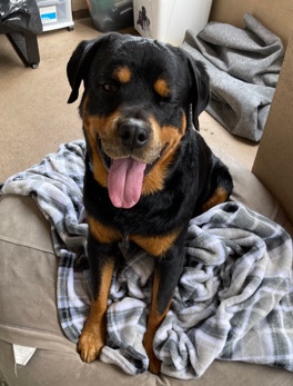 Rottweiler – Re-Home Lucky!