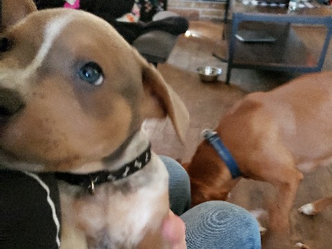 Pit Bull/Blue Heeler