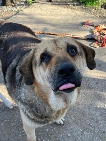 Bobina looking for a home