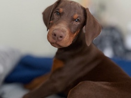 Purebred Doberman Puppies – Vaccinated & Ready for New Homes