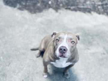 American Pit Bull Terrier – American Pitbull – Cedar Hill