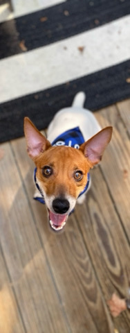Rehoming Jack Russell