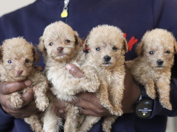 Maltipoo - Maltipoo Puppies available for adoption in Braintree