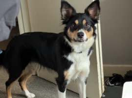 Collie – Gorgeous female Tri colour collie – Holyhead