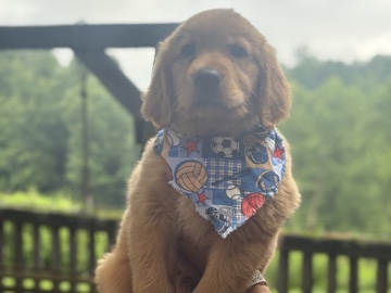 Male Golden Retriever Puppy