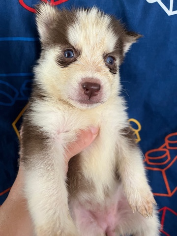 Siberian Husky – husky pups