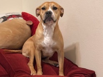American Bulldog – penny – Austin