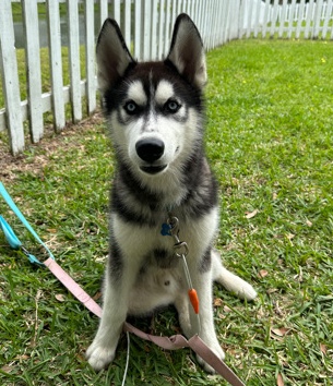 Siberian Husky – Zeus Needs a home