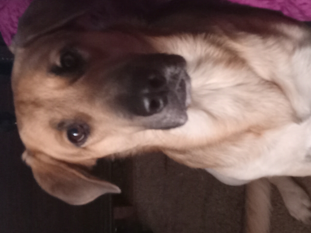 Old German Shepherd Dog – max