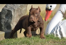 chocolate tri pocket bully