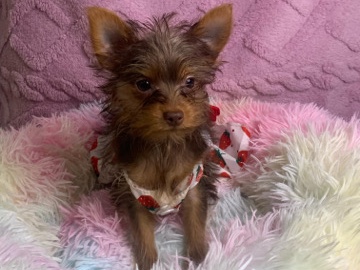 Yorkshire Terrier - Hembra Yorkshire available for adoption in Barcelona