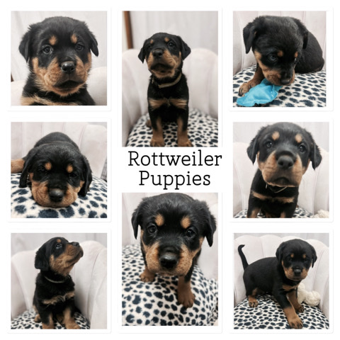Rottweiler – Purebred Rottweiler pups for sale