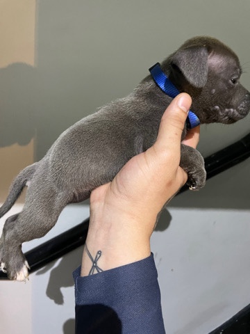 Staffordshire Bull Terrier – Staffordshire bull terrier puppies