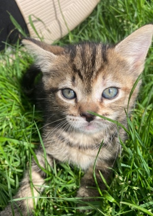 Bengal – Bengal/ Calico