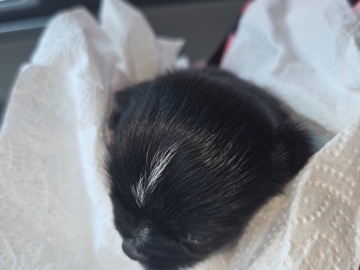 Shih Tzu – Adorable Shih Tzu Puppy for Sale – 2 Months Old in New York – New York