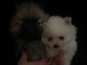 Pomeranian – Pomeranian puppies – Santa Ana